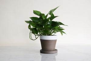 planter